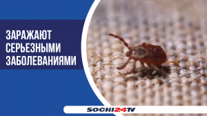 В Сочи с наступлением тепла активизировались клещи: насколько они опасны и как от них защититься?