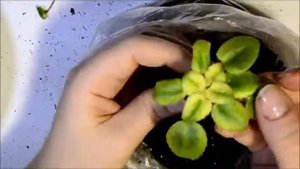 Фиалка Mac's scorching sun.