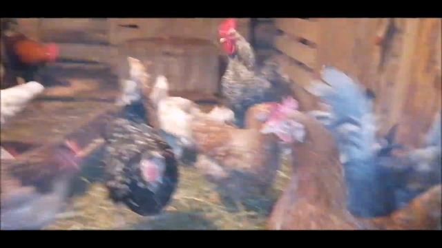 Как повысить яйценоскость кур зимой! /Что добавить в рацион?