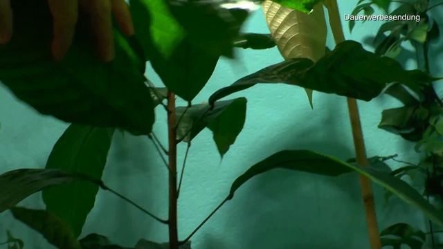 Pflanzenpflege vielerlei was man machen kann und Updates 4 10 2022 spezielle Zimmerpflanzen смотреть онлайн