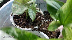 SYNGONIUM CONFETTI & SYNGONIUM ALBO ( Basic Repotting )