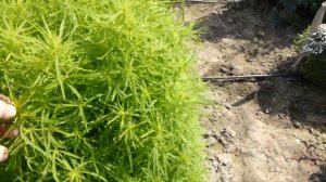 Нежная, воздушная кохия!