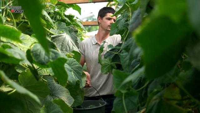 СРОЧНО ДАЙТЕ ОГУРЦАМ САХАР И БУДЕТЕ СОБИРАТЬ УРОЖАЙ ВЕДРАМИ ДО ОСЕНИ!!! УХОД ЗА ОГУРЦАМИ! смотреть онлайн