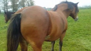 #ЛОШАДИ # тяжеловоз 900кг конематка