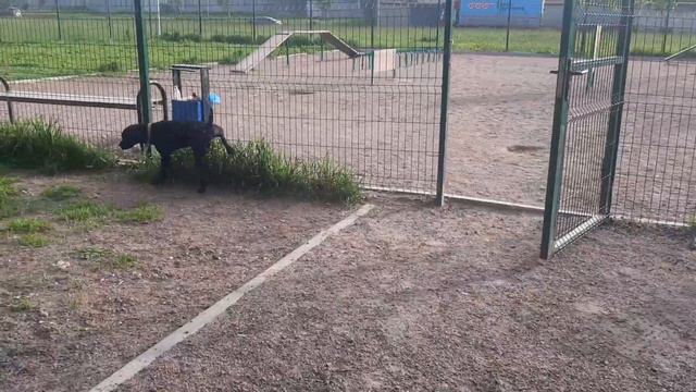 Chibo снимаем цепочка  VK.LEO_RIDGE Facebook Leo Ridge Приглошайте других проблем нет Алергия смотреть онлайн