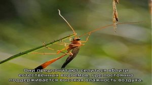 Оса наездник