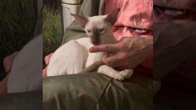 Ориентальные котята предлагает питомник Ориневски