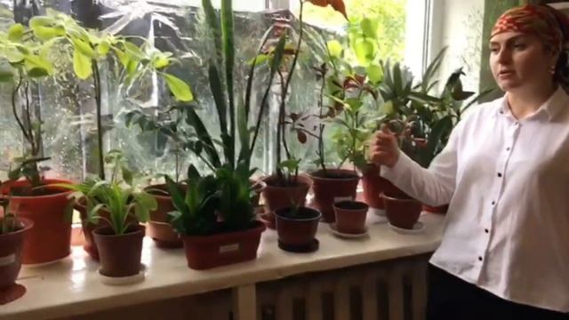 Неделя открытых дверей 2 смотреть онлайн