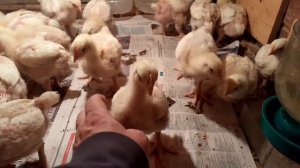 Взяли 10 дневных бройлеров породы Noname