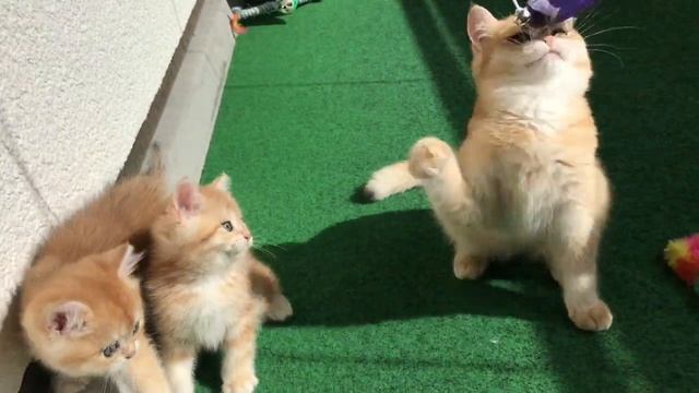 ???КОТОСУТРА???ОЧЕНЬ РЕДКИЙ ОКРАС???ЗОЛОТАЯ ШИНШИЛЛА?