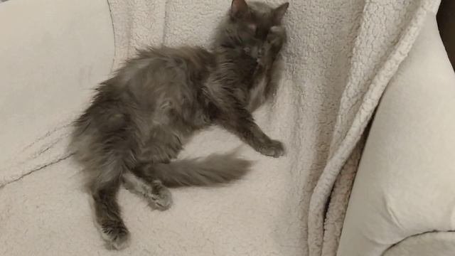Бездомная кошка заболела, не знаем что делать.