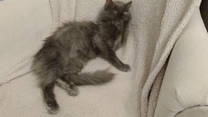 Бездомная кошка заболела, не знаем что делать.
