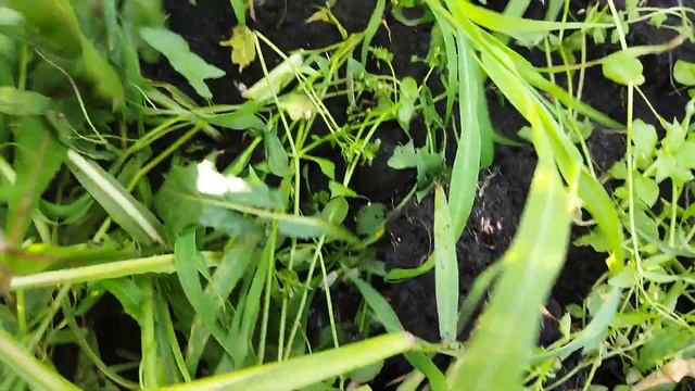 Лук вырос отличный в огромных джунглях травы, буд-то не тяпала. смотреть онлайн