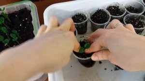 Мурайя метельчатая из семян Пикировка