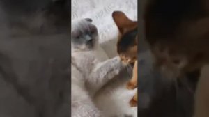 Абиссинский кот играет с вислоухой кошкой