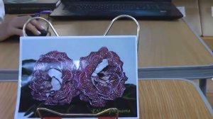 ДФ.Елена Николаева.Презентация сортов глоксиний (ЕН-)