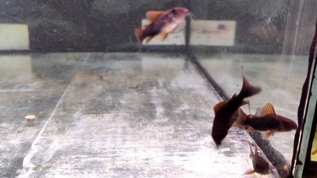 Коридорас черная венесуэла / Corydoras aeneus Black Venezuela смотреть онлайн