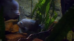 Цихлазома бриллиантовая – американский брюлик!