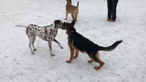 Немецкая овчарка и далматинец