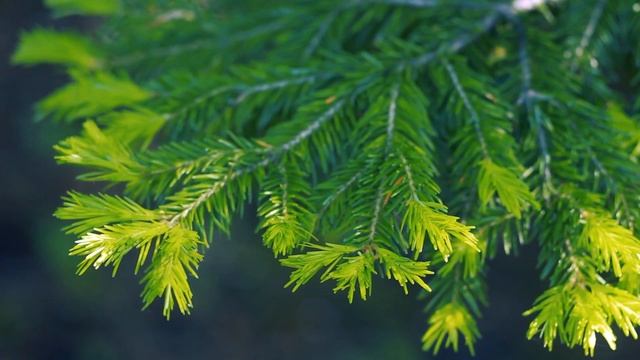 Красивая ветка Пихты весной в лесу | Футажи красивая природа [FullHD] смотреть онлайн