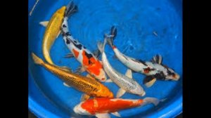 Карп кои (все про карпа)