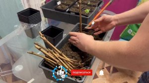 Проращивание черенков винограда в кильчеваторе