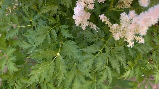 Цветение розочек ЛЕДИ РОМАНТИКА, ЛИОНС РОУЗ, МАРЖОЛЕН, ГРЕЙТ НОРТ ИСТЕРН РОУЗ смотреть онлайн