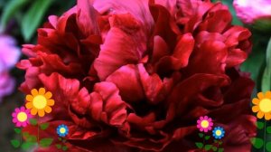 Пион молочноцветковый Франсуа Ортега. Краткий обзор, описание характеристик, где купить саженцы