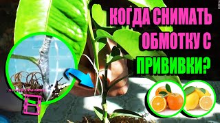 СНИМАЕМ ОБВЯЗКУ, ПРОБУЖДАЕМ ПОЧКУ ПОСЛЕ ОКУЛИРОВКИ (ПРИВИВКА ГЛАЗКОМ). ЭКЗОТИКА НА ПОДОКОННИКЕ 22-17