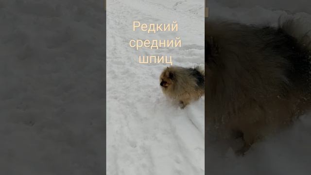 Средний шпиц - друг Вилли #будни со шпицом #shorts смотреть онлайн