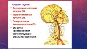 ОСНОВНЫЕ ВЕТВИ НАРУЖНОЙ СОННОЙ АРТЕРИИ И ИХ АНАСТОМОЗЫ