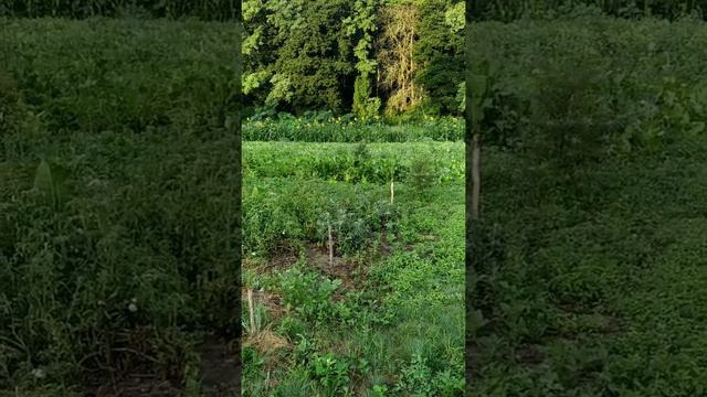 Родовое Поместье Затишне.Часть 3 смотреть онлайн