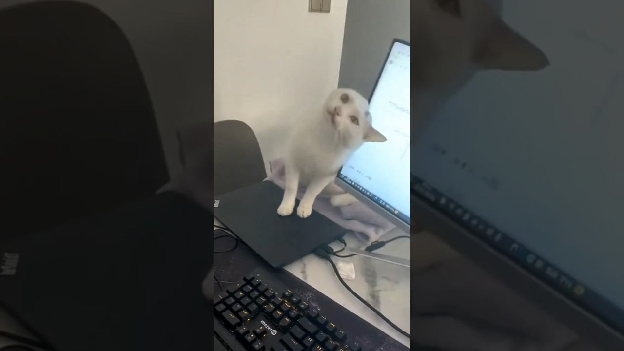 Коты-громилы смотреть онлайн