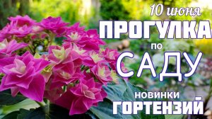 Обзор сада 10 июня. Цветение ГОРТЕНЗИЙ новинок. Советы по уходу и выращиванию .