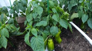 Обзор сладкого перца Звезда Востока на 27 июня 2021. Выращивание в открытом грунте