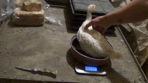 Индюки Белая широкогрудая вес в 1 месяц