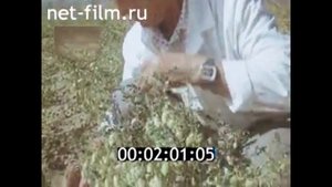 1987г. Ташкент. НИИ зерна. выращивание нута. богарская равнина.