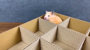 Квадратный лабиринт для хомяка | Задание для грызунов 🐹