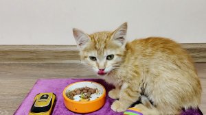 Сидушка для котенка своими руками. Котенок счастлив.