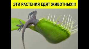''Растения хищники'' часть 1
