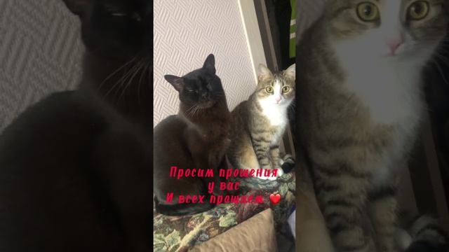 Просим прощения у вас и всех прощаем