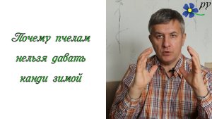 Почему нельзя подкармливать пчел канди зимой