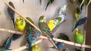 Веселое пение волнистых попугайчиков   Funny singing of wavy parrots.mp4