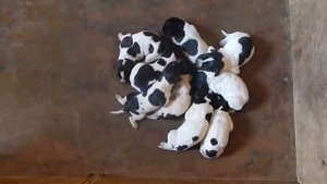 Как мы будем купировать хвостики - День 7 - Уход за щенками день за днем