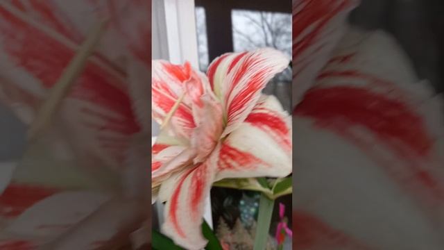 Амариллис ! С добрым субботним утром! смотреть онлайн