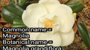 Botanical name of Magnolia