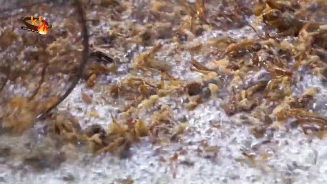 Delicious Cooking Locust Recipe - Deep Fried Crispy Grasshopper with Spicy Chilli in Village смотреть онлайн