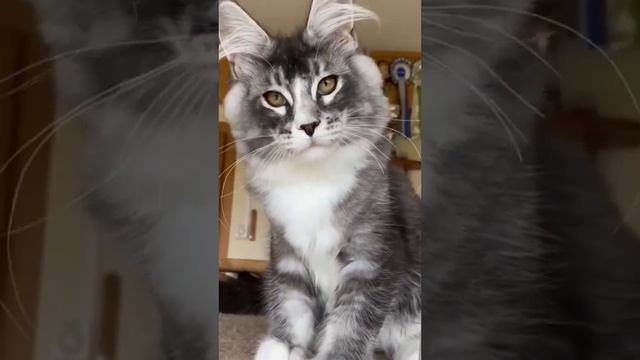 Кошки Очарование Моё #кошки смотреть онлайн