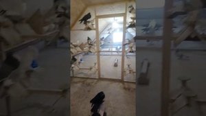 13 января 2022 голуби померанские дутыши