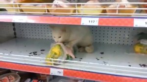 Кошка ворует в магазине